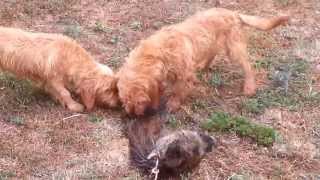 Ines et Igor  bassets fauves de Bretagne de 6 mois a l'entrainement