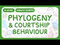 A-Level Biology - Phylogeny & Courtship Behaviour | Types of Classification (2026/27 exams)