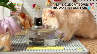 A smart dog gfountain that tells you when to refill, when to change the filter, and when your dog