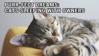 Purrfect Dreams: Cats Sleeping with Owners