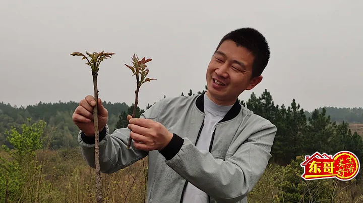 香椿和臭椿有什么区别？东哥教妳分辨，记住这壹点很重要！ - 天天要闻