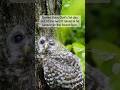 Sugar, the baby Barred Owl first day out of nest in the rain #owlphotography #barredowl #wildlife 