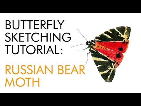 Abbozzare una falena orso russo in acquerello - pittura farfalla Tutorial