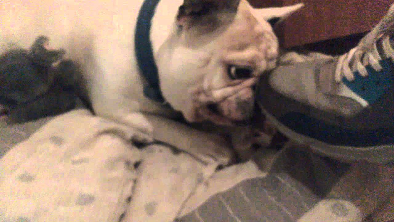Dangerous french bulldog YouTube