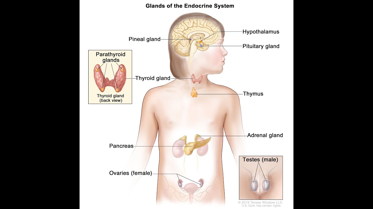 Primera visita endocrino tiroides