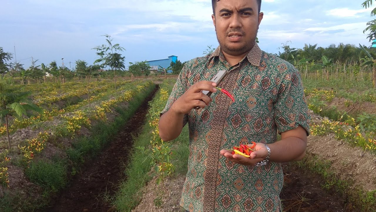 Panen Cabai Rawit | Tanam Cabai di lahan banjir, tanam cabai di lahan