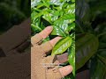 Chulada de vivero #plantas #sabiadocampo #cafe #agricultura #campomexicano #natural