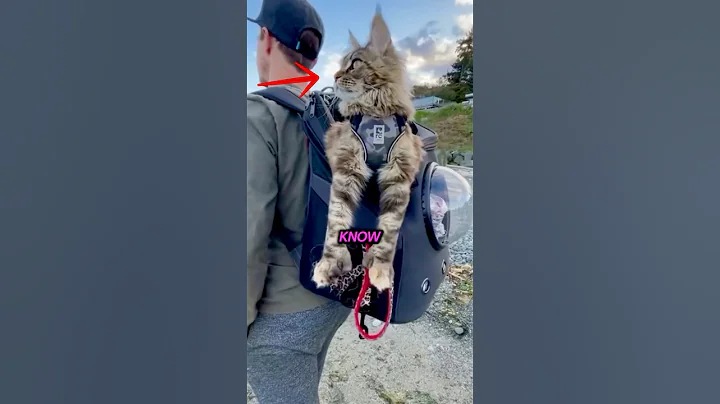 Video 11708501: maine coon, cat breed facts, cat fun