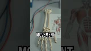 Why skeletons stay calm? #FunFact #ScienceStory #TikTokTrivia
