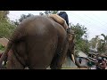 elephant man