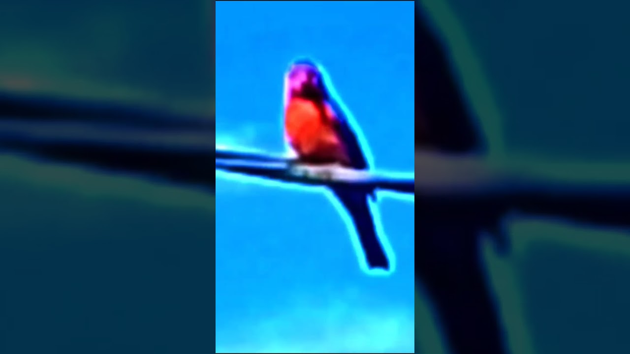 BIRD red on city. Out of Nature