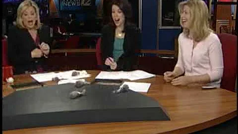 TV News Set Mouse Attack, Or Jenny's Practical Joke?