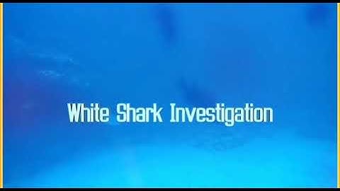 Aspect 10. Module 5. White Shark Investigation