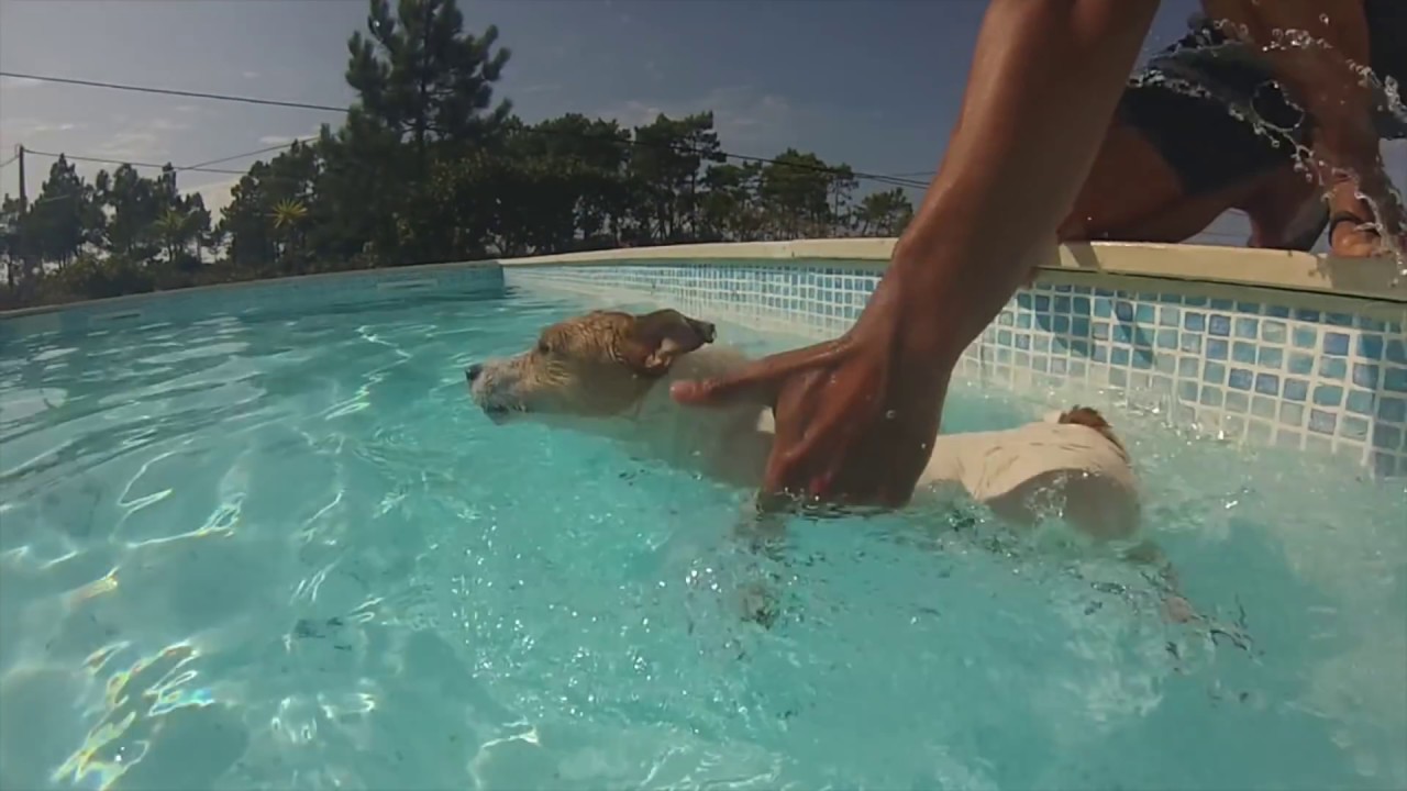 Jack Russell Terrier Dog swimming under water in a pool