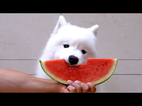 Watch my dog&amp;#39;s watermelon mukbang for your bedtime video