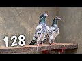 Teddy pigeons  128 number  ch sakhi muhammad bhatti pigeons