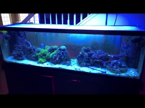 green hair algae update