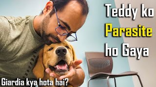 Oh No! Teddy ko Doctor ke Leke Jana Pada 😔 Giardia Parasite ho Gaya by Furry Friend 41,887 views 9 months ago 8 minutes, 20 seconds