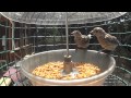 Mealworm feeder - Baby bluebirds, titmouse and sparrow