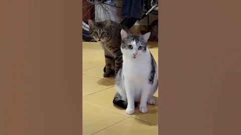 Funny video 🤣🤣🤣🔥🤣🤣🤣