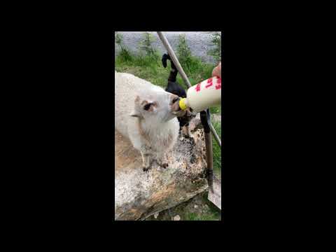 Tiny The Cute Lamb - Bottle Feed