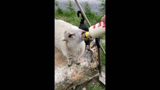 Tiny The Cute Lamb - Bottle Feed