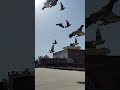 Ready birds animals pets shortbreederpair kabutarbazi lucknow pigeon pigeonlover