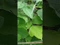 #はやぶさ#蜘蛛男のダンス