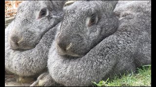 Meet the giant Flemish rabbits