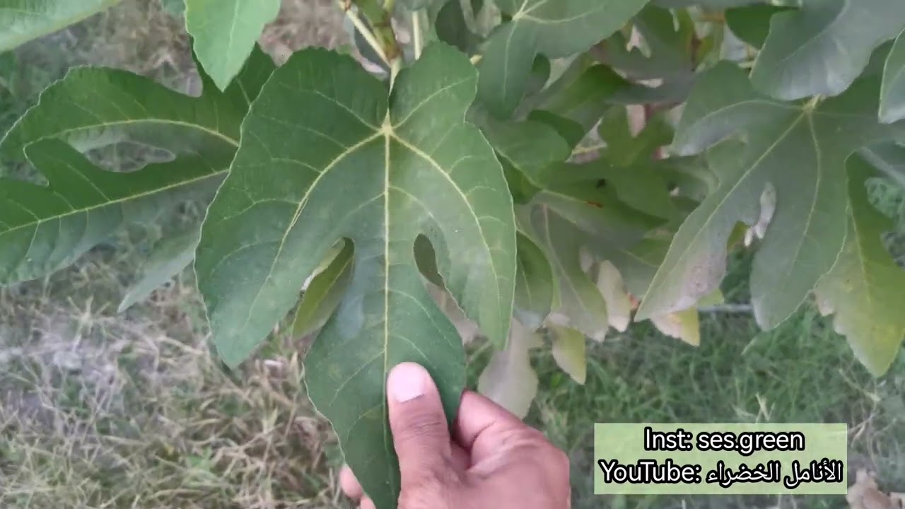 الشحامي الفلسطيني