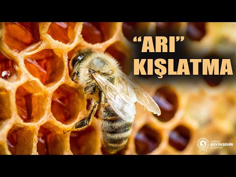 Arı Kışlatma |