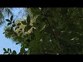 Forest Biodiversity &amp; Solar Synthesis: Afternoon Ecology Study (Ep. 17) | Natural View