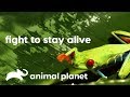 Survival challenges in the wild | जंगल में जीवन रक्षा की चुनौतियां | Animal Planet India