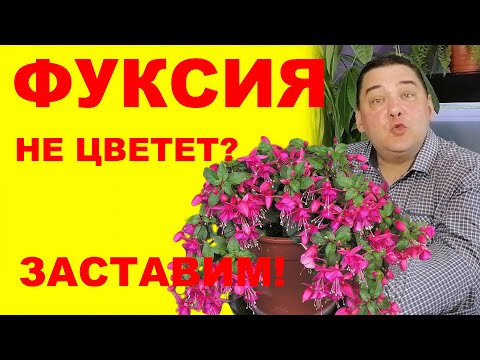 Почему не цветет фуксия в домашних условиях что делать