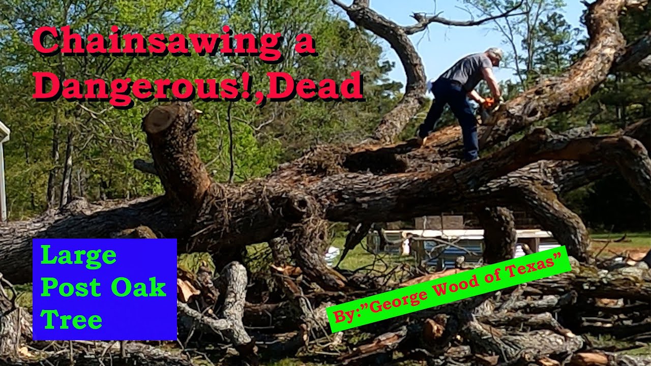 Chainsawing a Dangerous, Dead, Large Post Oak Tree - YouTube