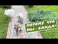 Решительные лебеди выручают птенцов!