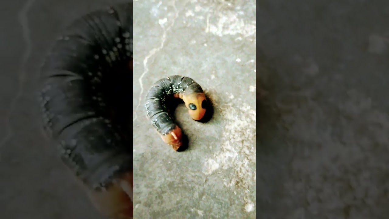 123 start dance video short video Sakshi Singh