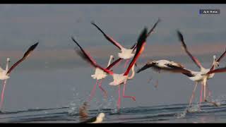 Wild Pink Flamingos call & fly in pattern | Largest of all Flamingos | Ajit Hota wildlife Odyssey 4K