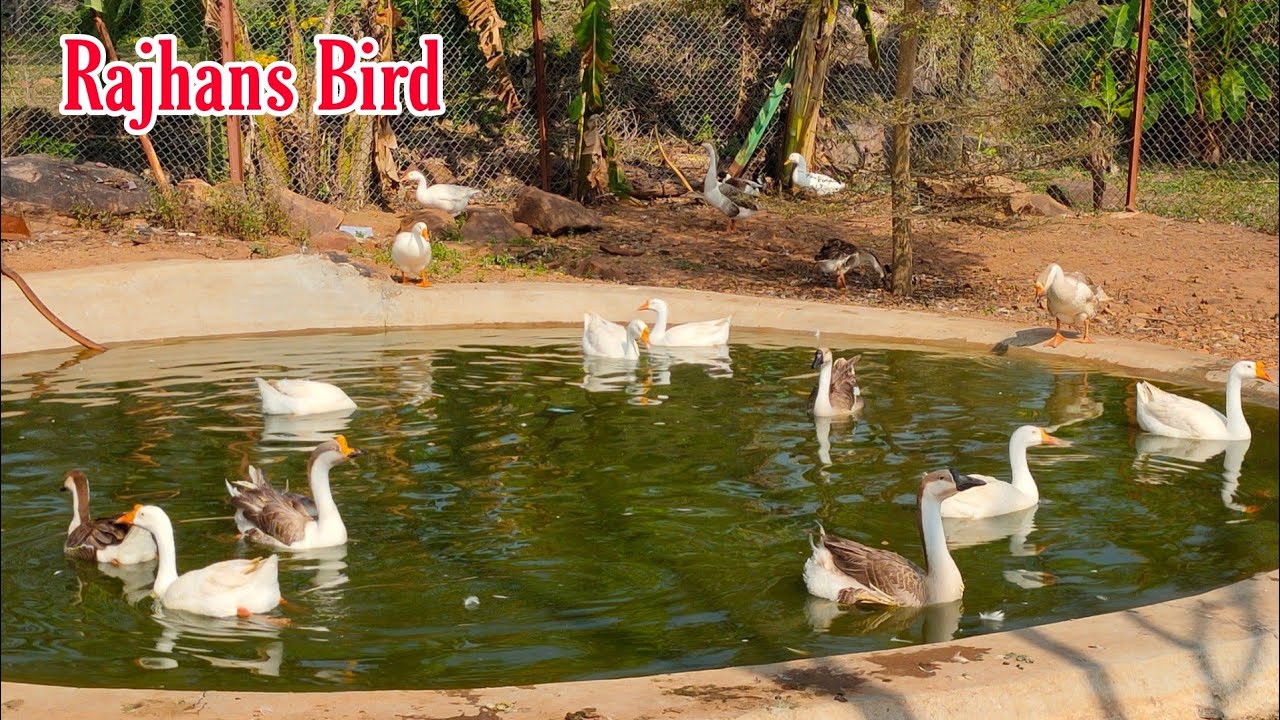 Hatched Rajand Rajhans Bird | राजहंस बर्ड - YouTube
