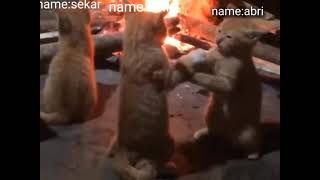 Capekk jadi nyamukk muluuu #butifyoucloseyoureyes 