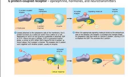 Chapter 11: Cell Communication