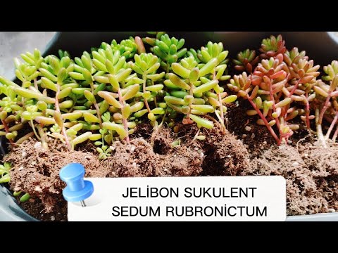 Video: Sedum: yetiştirme ve bakım