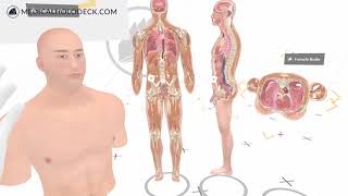 Anatomy Master XR screenshot 5