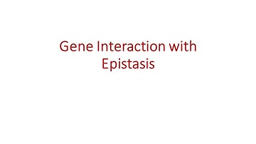 09 Gene Interactions With Epistasis