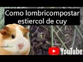 COMO LOMBRICOMPOSTAR ESTIÉRCOL DE CUY.