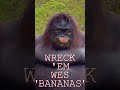 WRECK 'EM WES - "BANANAS"