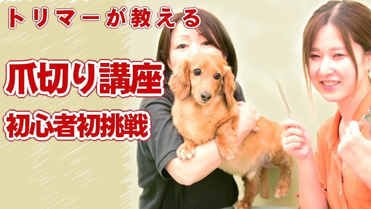 動画 爪切り実践 初心者挑戦 犬の爪切り 犬の総合情報サイト 帝塚山ハウンドカム通信