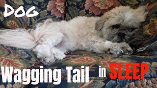 Dog Wagging Tail in Sleep During Happy Dream