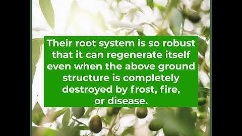 Why are Olive Trees so special?