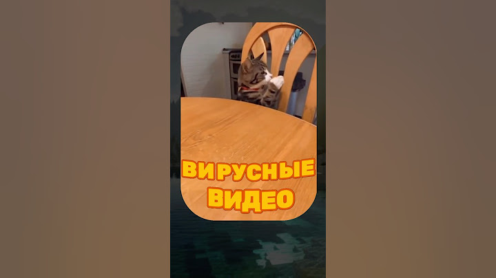 ВИРУСНЫЕ ВИДЕО / Кот летит в отпуск 🥹